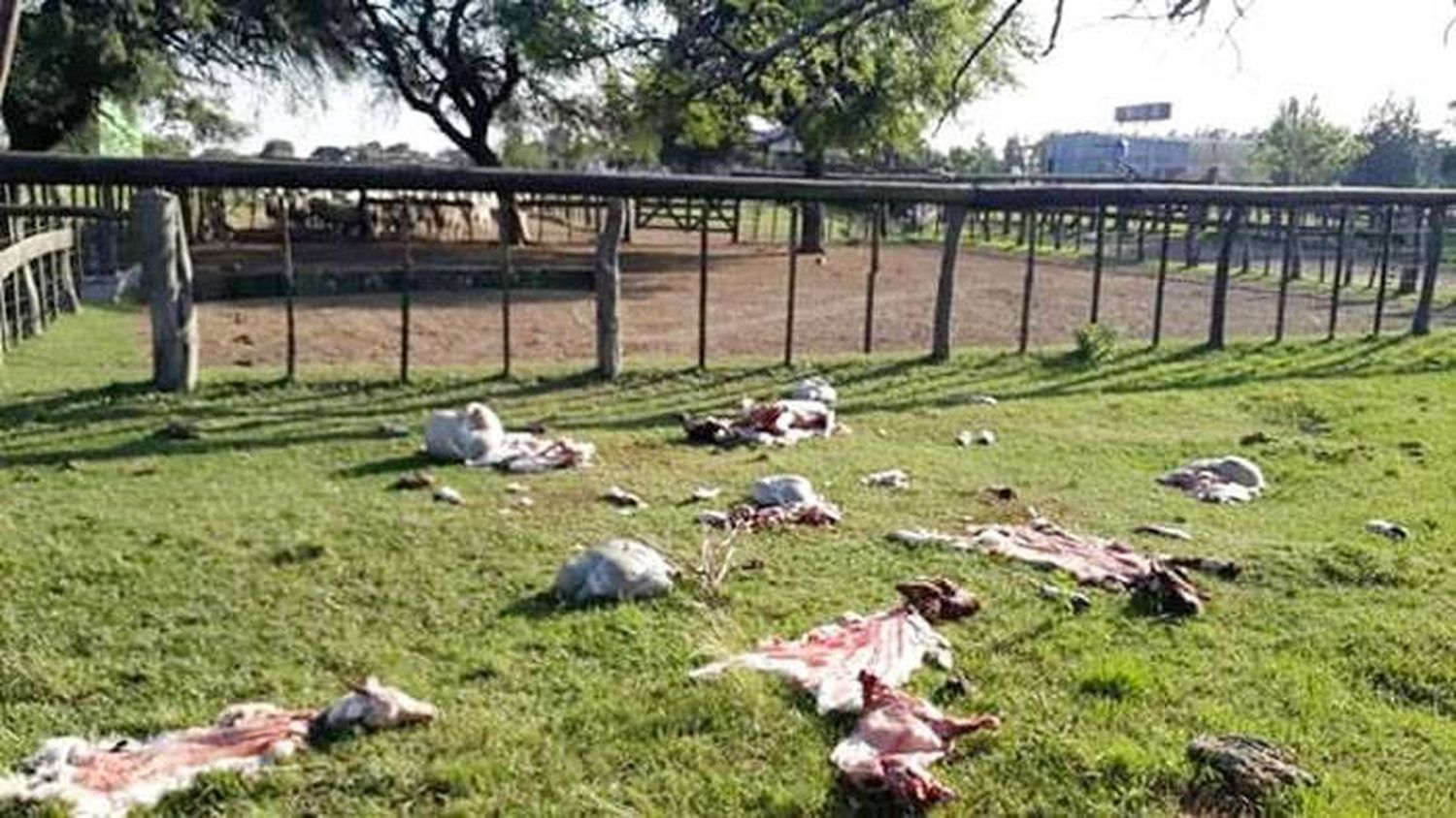 Robaron y faenaron diez animales en una escuela en Feliciano