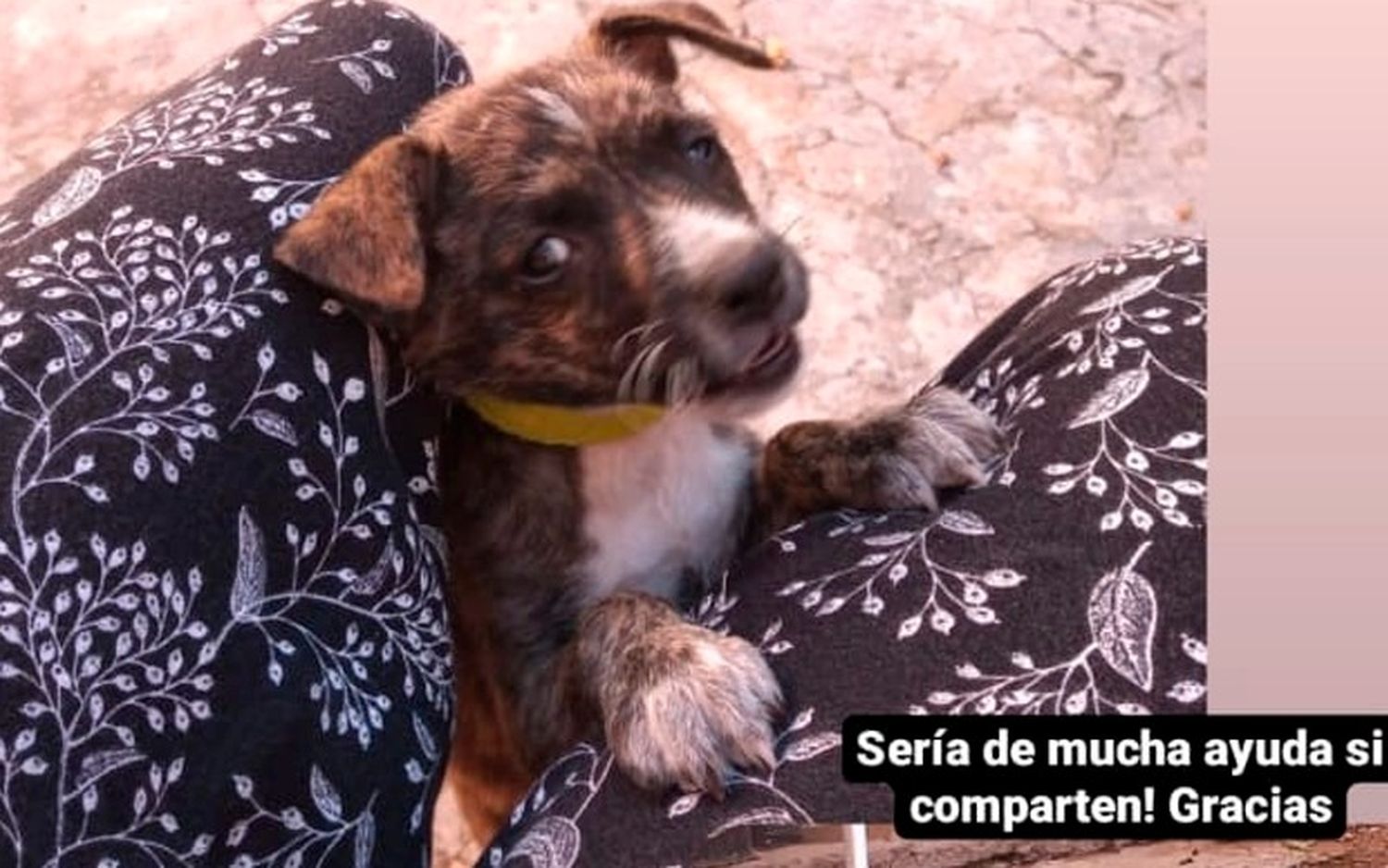 Buscan a Nancy