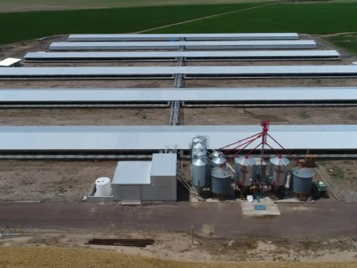 El cerdo pisa fuerte en la mejor zona agrícola de Córdoba