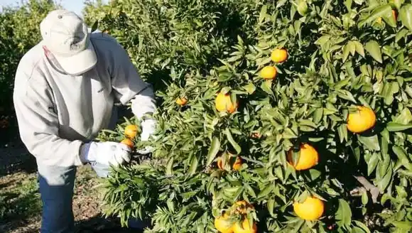 Se suma un nuevo lugar de inscripción al programa intercosecha 2024/2025