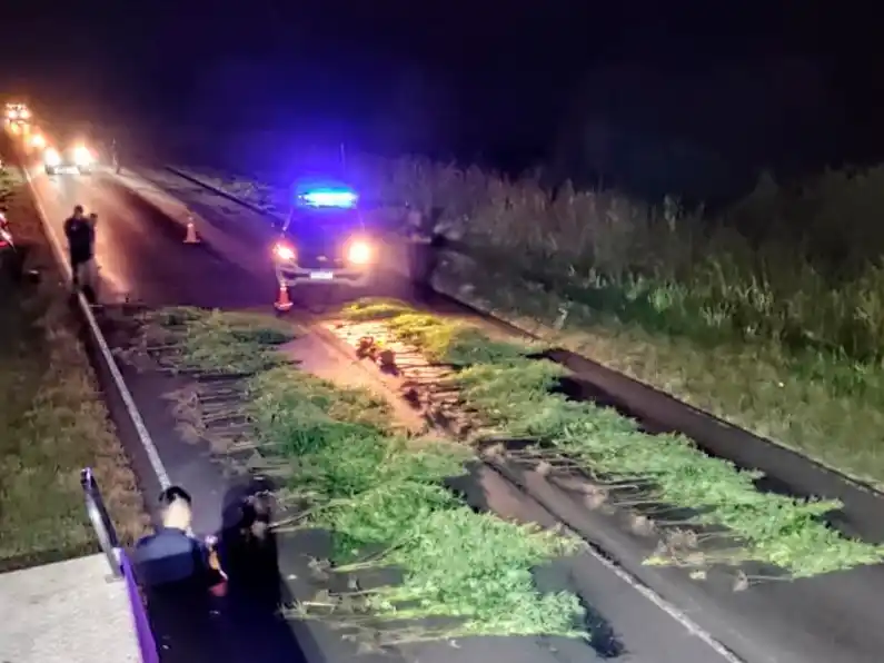 Plantación ilegal de cannabis sativa en la Ruta 39.