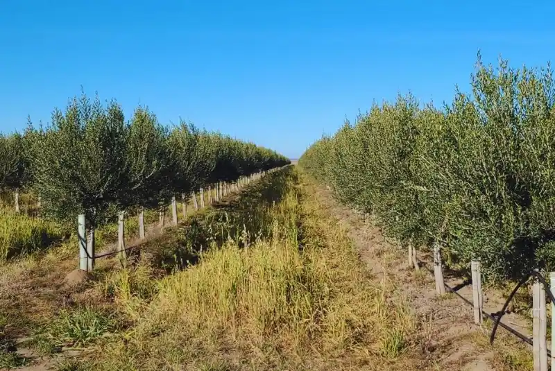 Dorrego, la zona núcleo del aceite de oliva de alta calidad