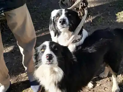 Este viernes se realizará una nueva jornada de castraciones de mascotas en Pueblo Belgrano