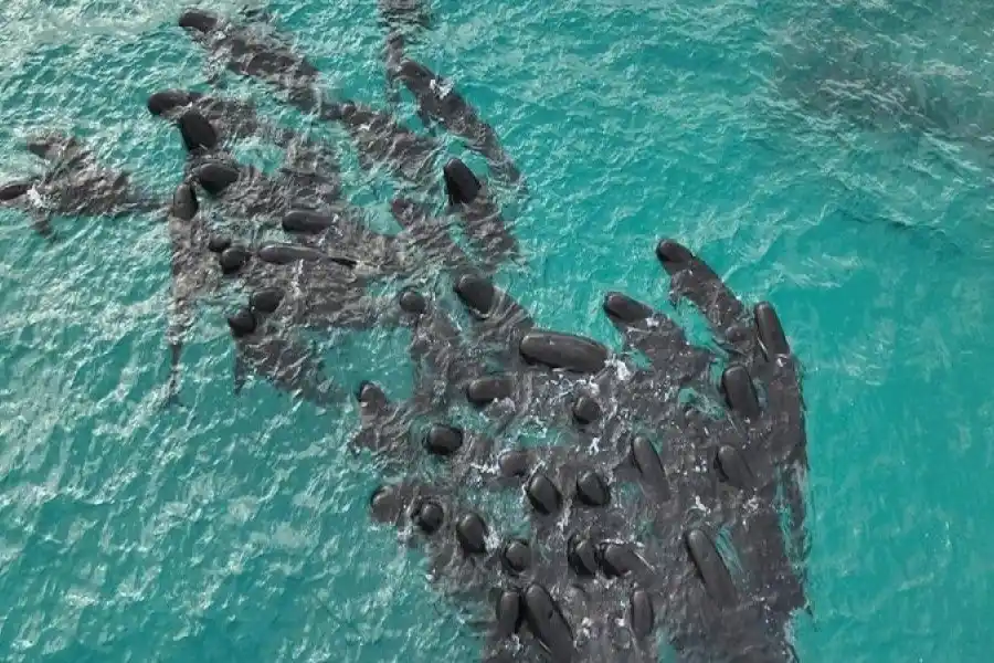 Encontraron 51 ballenas muertas en una playa de Australia e intentan salvar a otras 46
