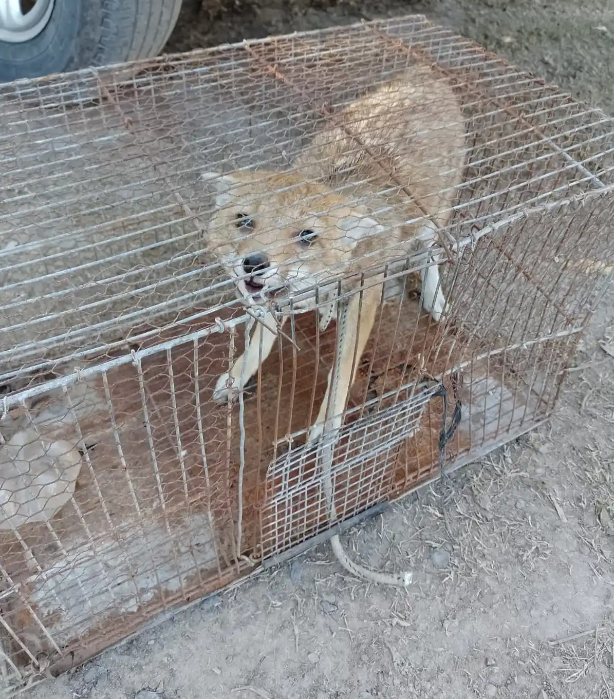 Rescataron un zorrito que había sido criado de forma doméstica en una casa