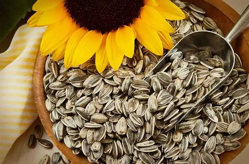 La ANMAT prohibió la comercialización de una marca de snacks y semillas de girasol