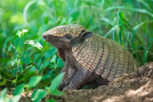 El desafío de pensar la conservación más allá del monte
