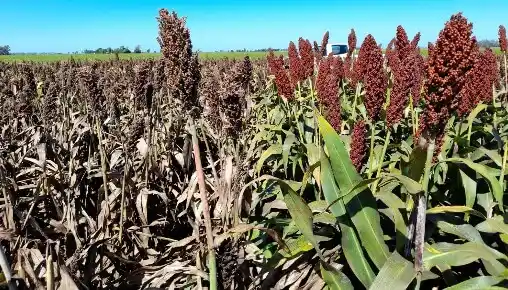 Se perdió el 14% del sorgo en la provincia