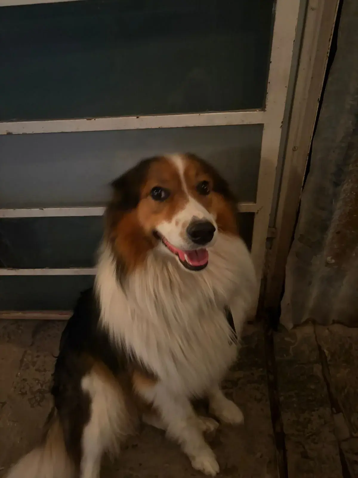 Hallaron perrito en la zona de Oliveira Cézar y Pellegrini