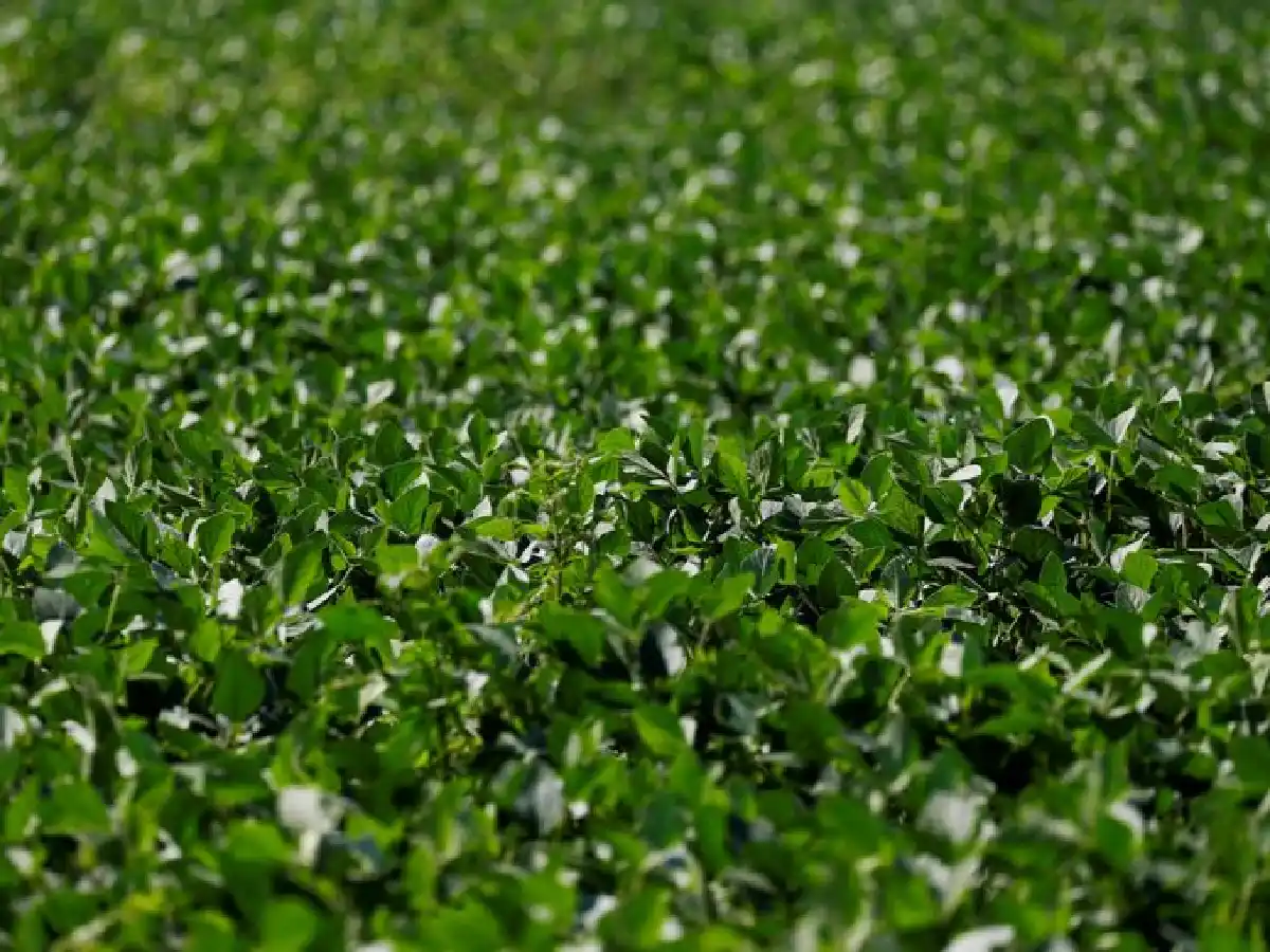 La soja gana protagonismo y frena la expansión del maíz  