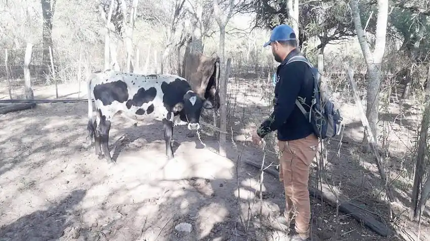 Allanamiento, aprehendido y secuestros en 
un presunto caso de abigeato en Juárez