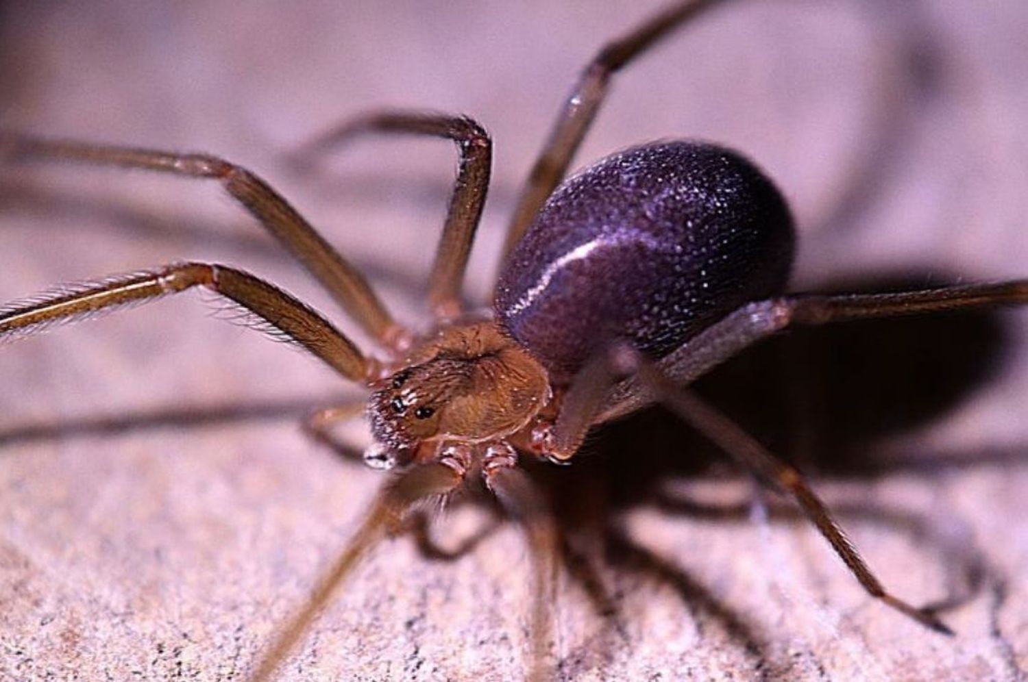 Buenos Aires: murió una nena de un año y medio por la picadura de una “araña del rincón”