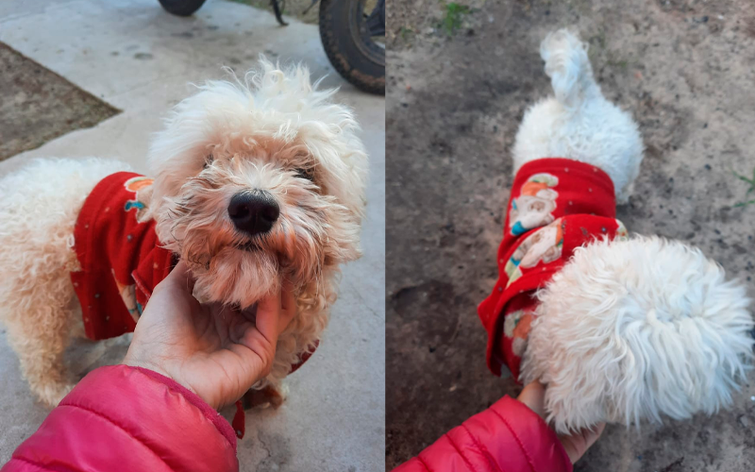 Perrito encontrado en calle Rómulo Naón