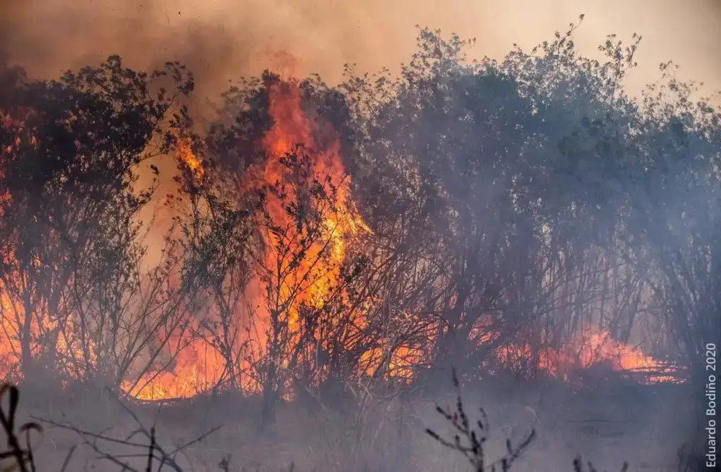 Multaron con $3,6 millones a un productor de Concepción del Uruguay por quemar hectáreas de bosque nativo