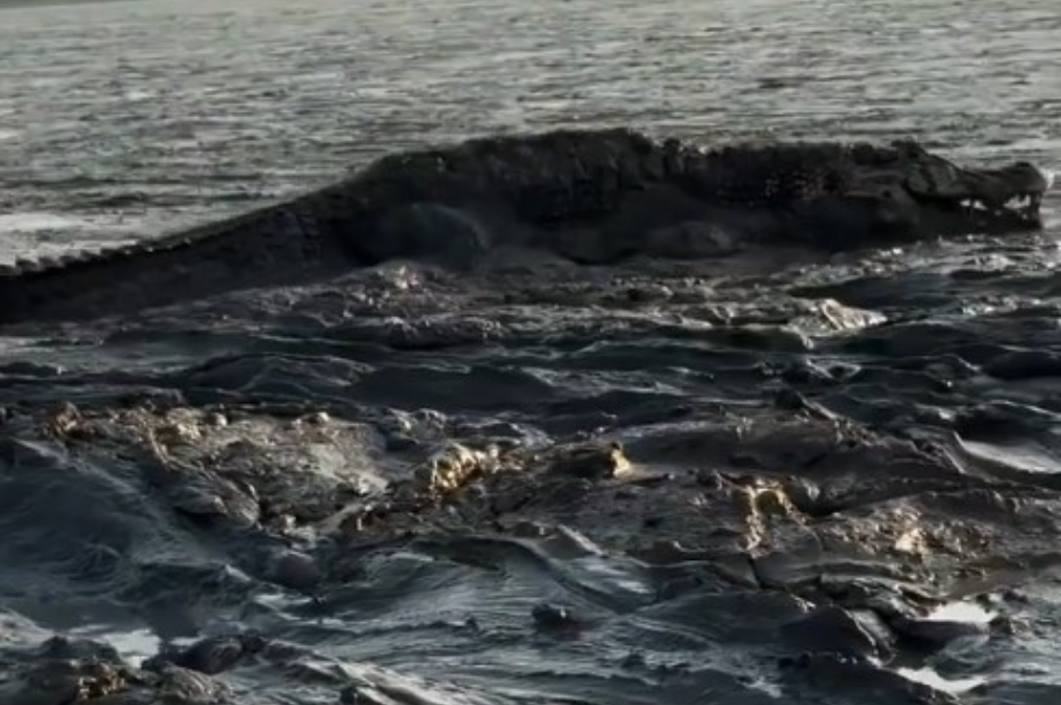 Un pescador captó un lago lleno de caimanes