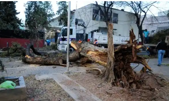 Debido a la magnitud del viento Zonda, cayeron árboles de gran tamaño sobre las líneas.