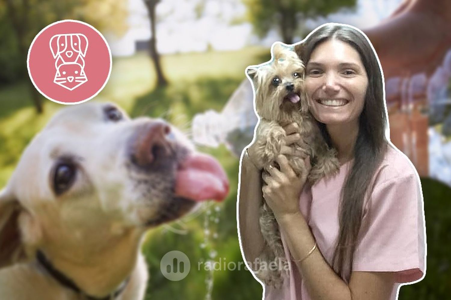 En plena ola de calor, ¿cómo debemos cuidar a las mascotas? ¿Es recomendables cortarles el pelo?