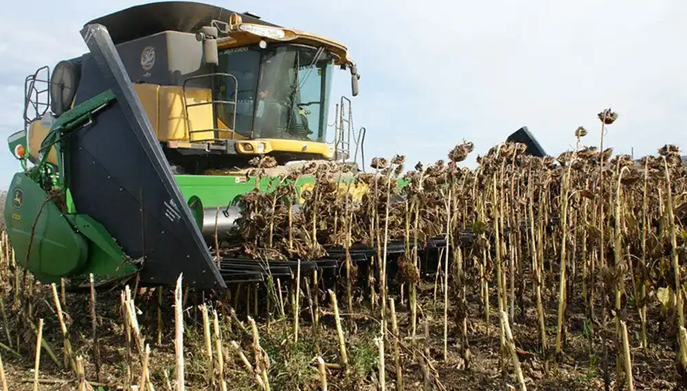 Cosecha de girasol. Ya se avanzó en más del 70% de la superficie en el distrito