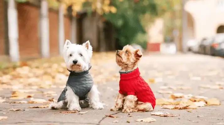 ¿Hace falta abrigar a las mascotas cuando llueve o hace frío?