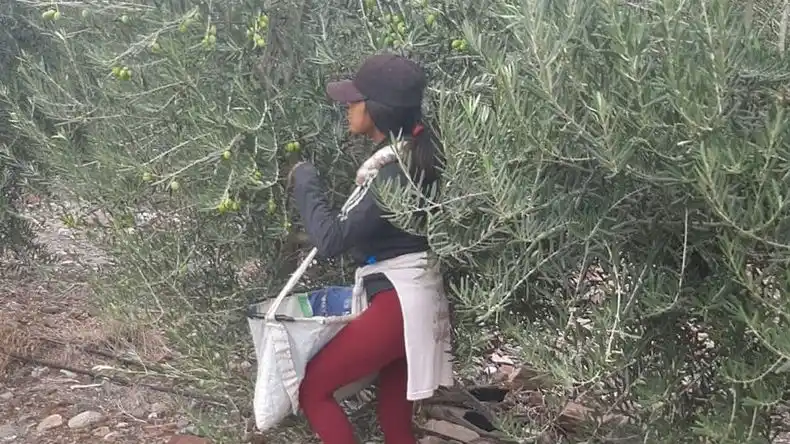 La AFIP desarticuló maniobras de explotación rural en Mendoza y Jujuy