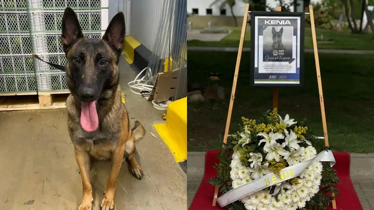 Asesinan a Kenia, perrita antinarcóticos pariente de Wilson