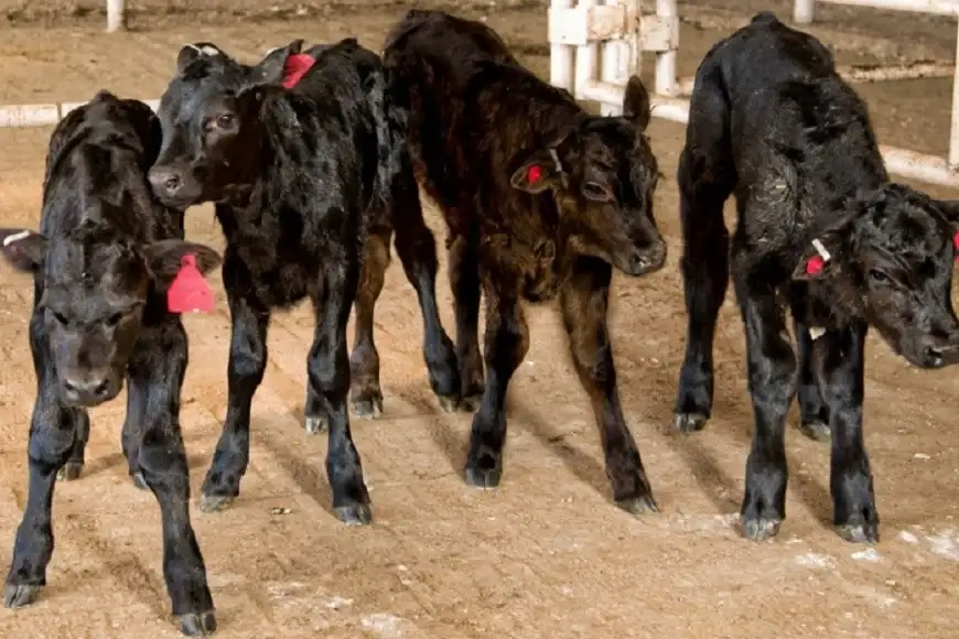 Campo ganadería
