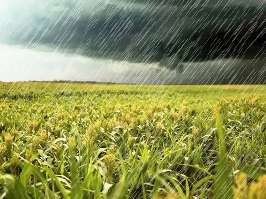 Las lluvias mejoran la condición de los cultivos tardíos