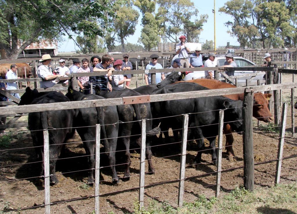 Los Arzoz abren el año de ventas y le dan lugar a los ovinos