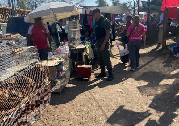 Florencio Varela: Rescatan 25 aves silvestres que eran vendidas en un puesto de la feria
