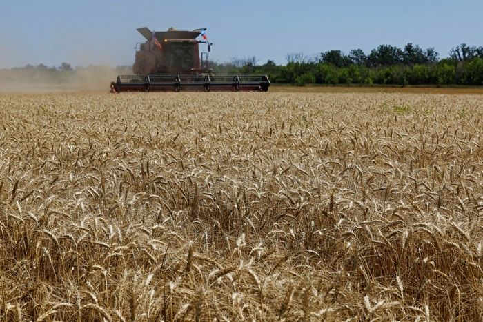 Consecha de trigo