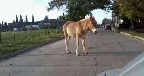 Caballo en la calle