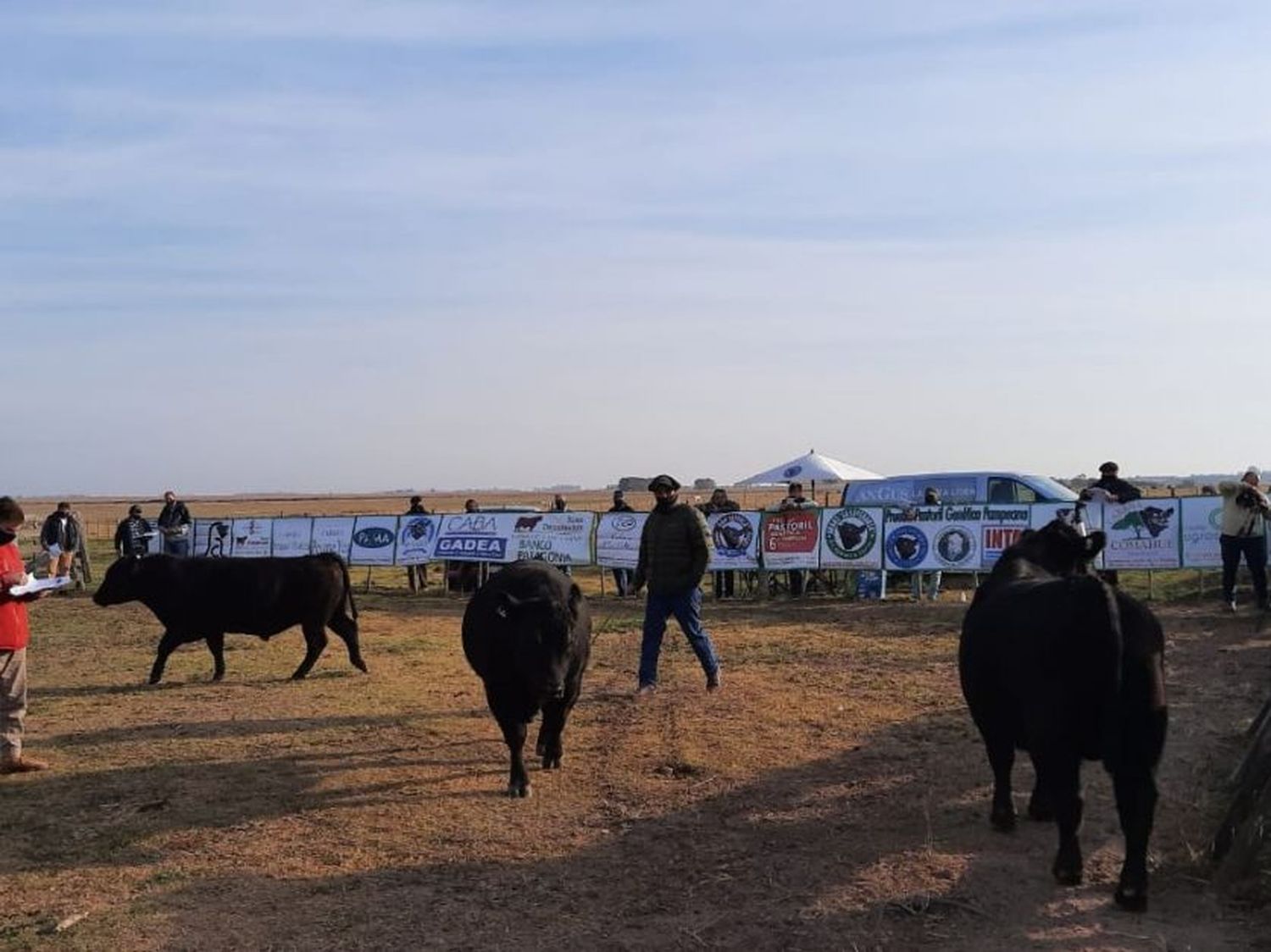 Gran calidad de reproductores Angus en las pruebas pastoriles pampeanas