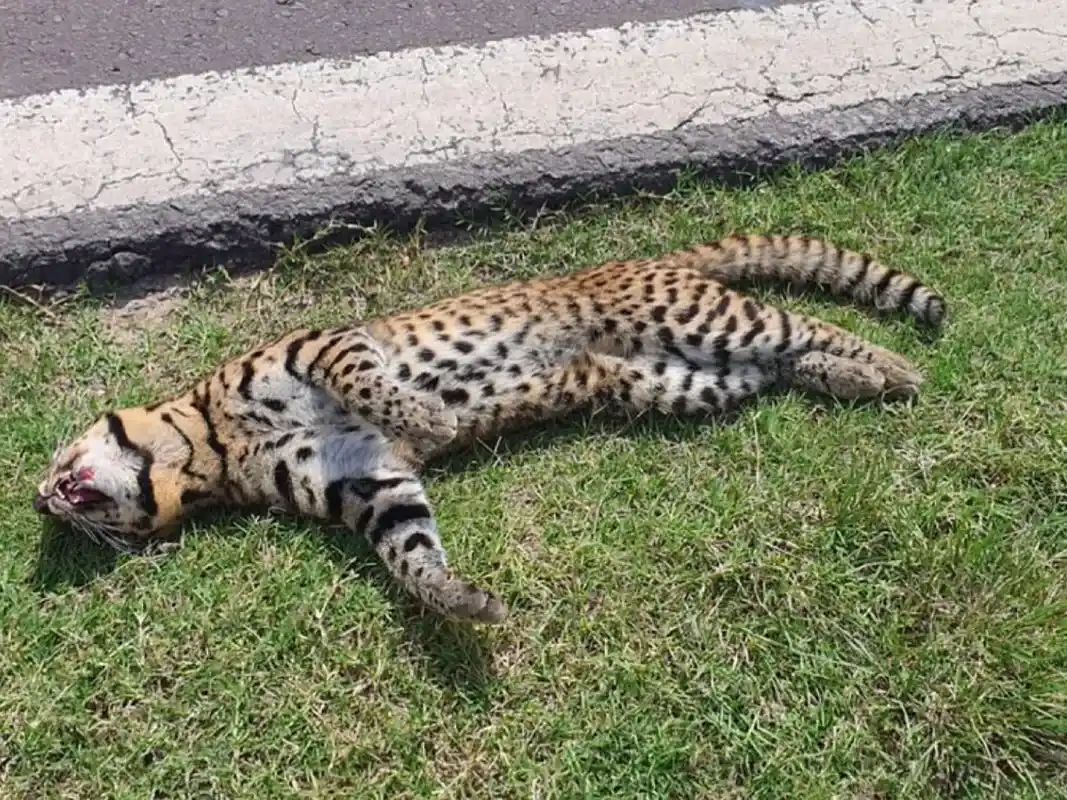 Atropellan a un gato montés en la ruta 131 en Entre Ríos: logran rescatarlo y trasladarlo a un centro de fauna