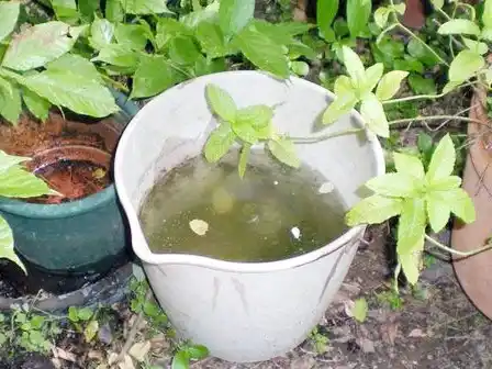 Se recuerda la importancia de vaciar los recipientes que hayan acumulado agua de lluvia