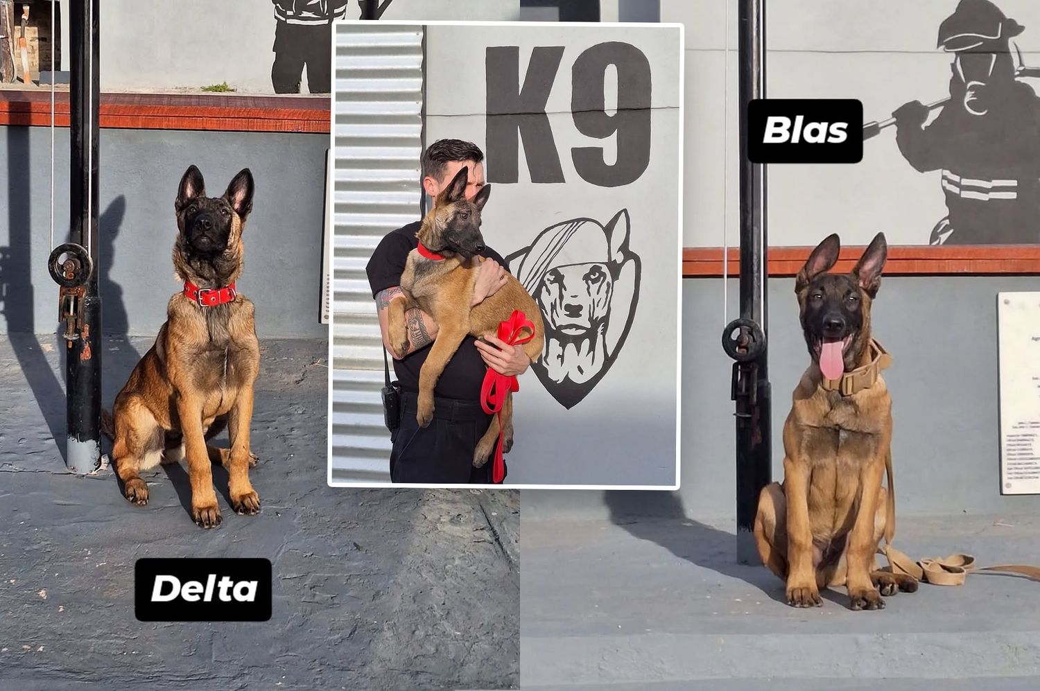 Bienvenidos "Blas" y "Delta": dos cachorros se suman a la unidad canina de los Bomberos Zapadores de Rafaela