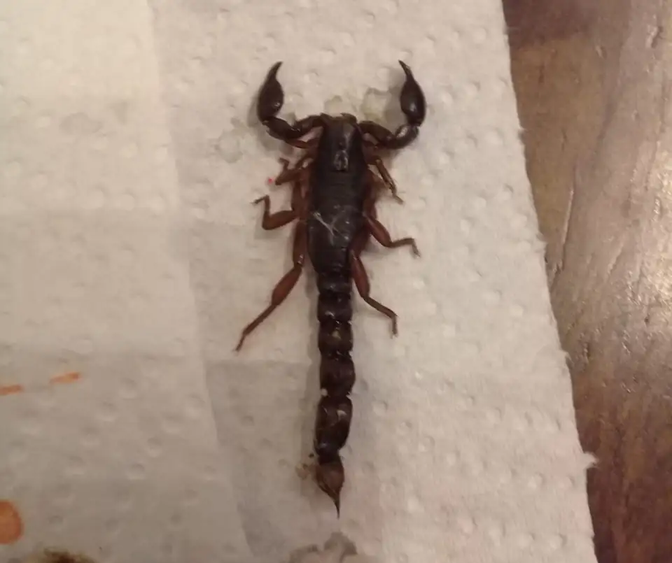Encontraron un alacrán en Movediza: cómo identificar los venenosos de los inofensivos