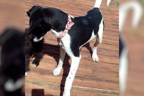 Perrita encontrada