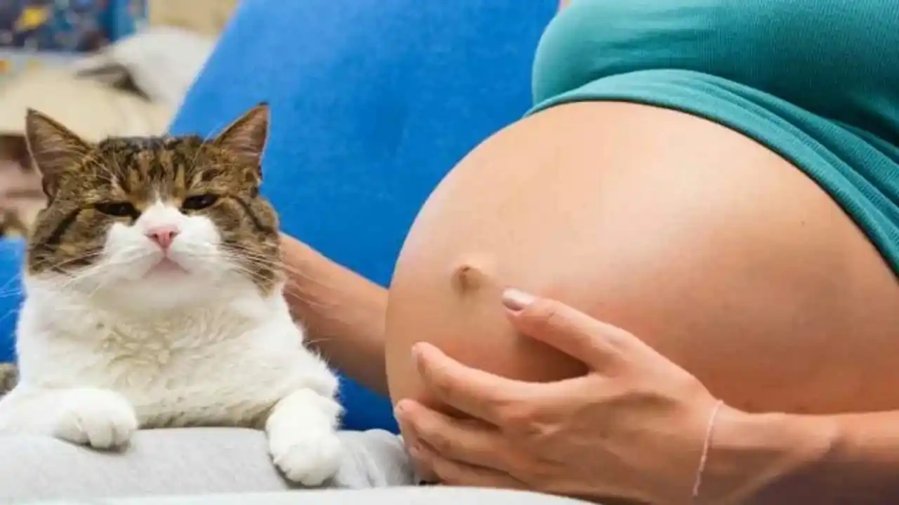 Un caso que contradice la tendencia: una mujer embarazada con su gato.