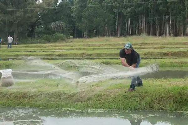 La piscicultura: un sistema experimental de producción