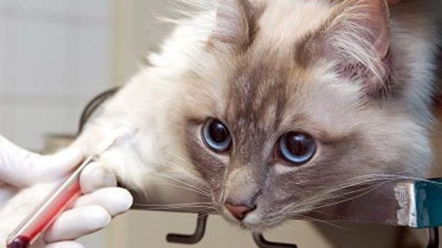 Alarma en Italia por un virus raro que un gato transmitió a su dueña