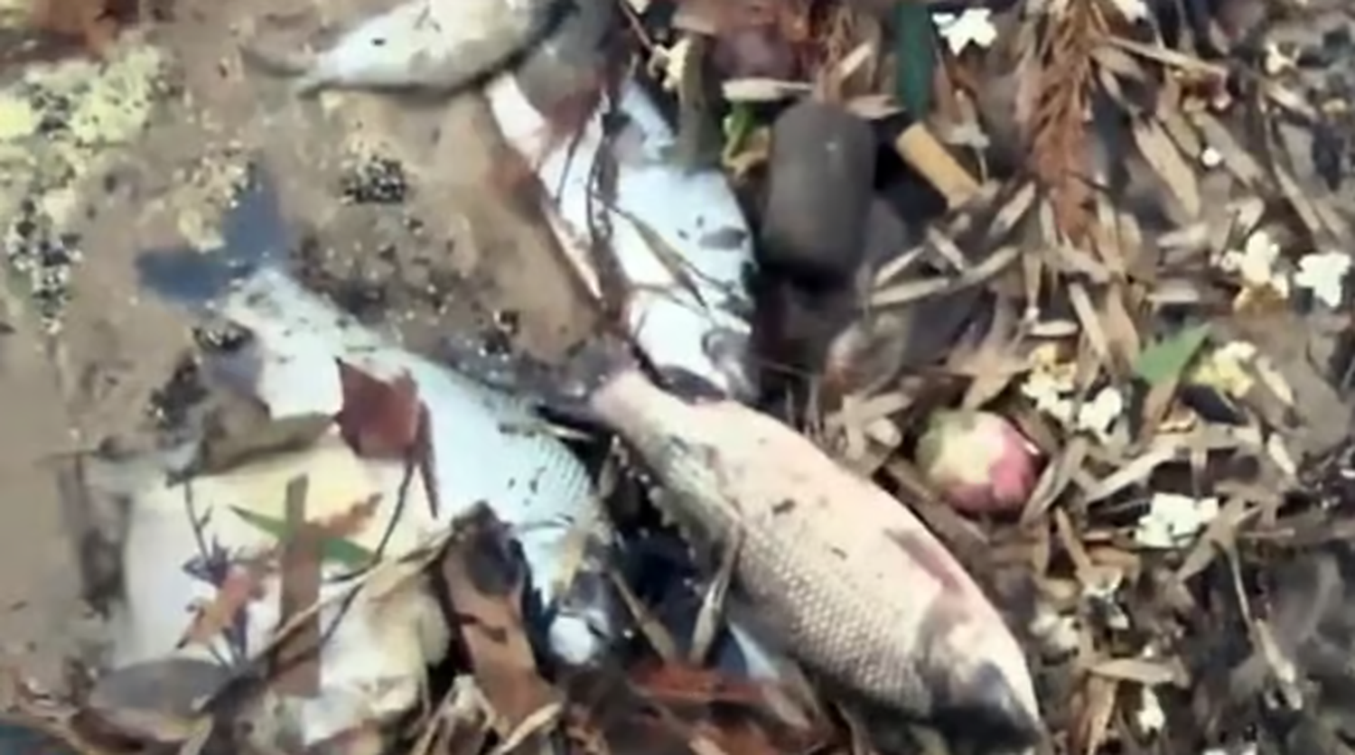 No cesa la cantidad de peces muertos en el río Gualeguaychú