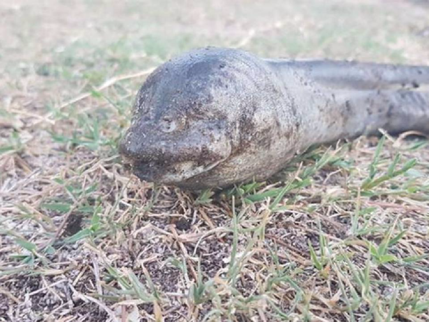 Hallaron un extraño animal en el lago San Roque