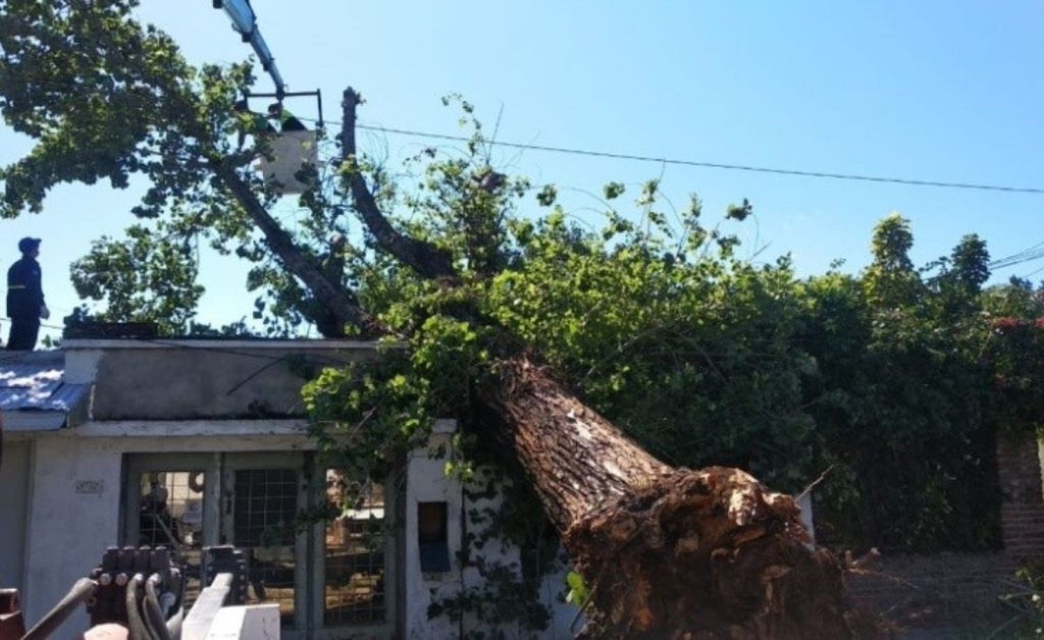 Rosario: un árbol de 25 metros se derrumbó sobre su techo y perdió todo