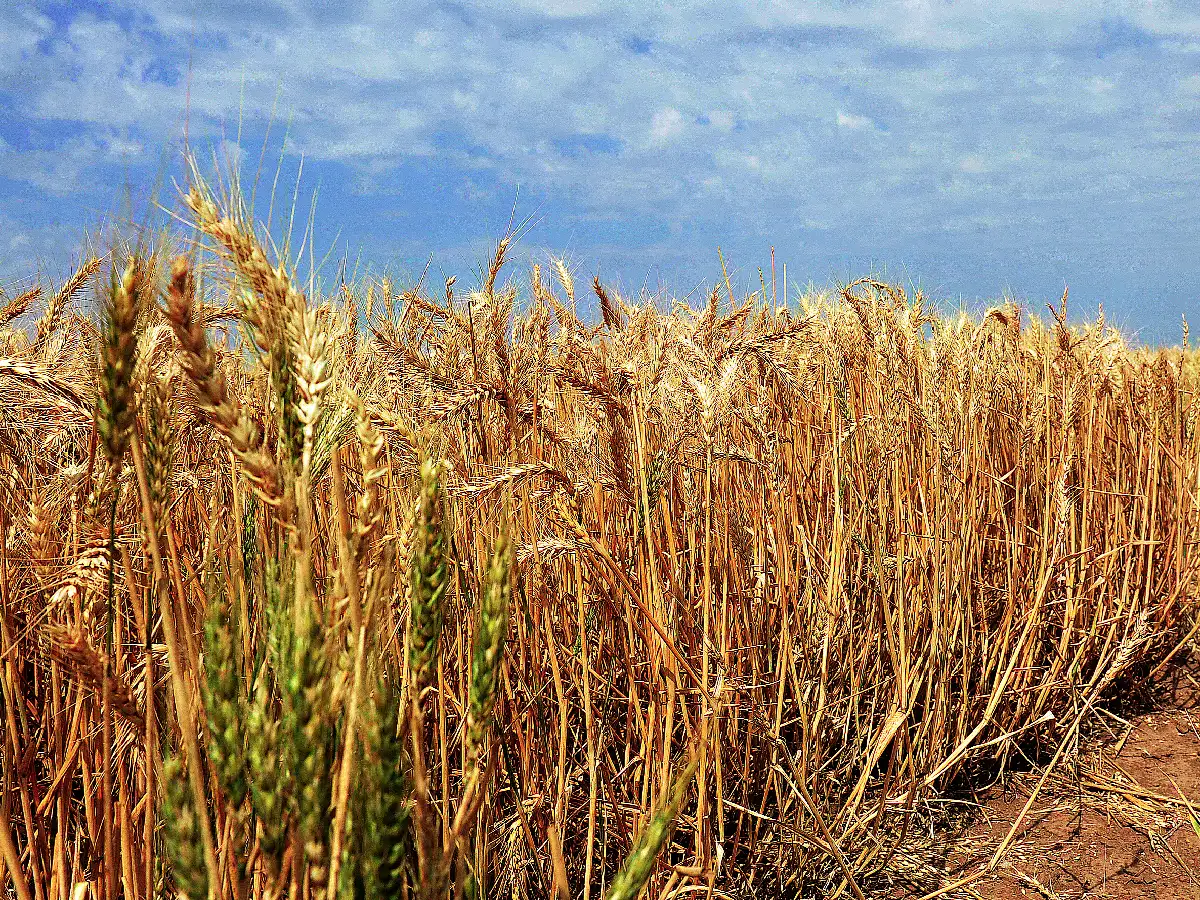 Trigo: compromisos de exportación casi triplican a los del año pasado 