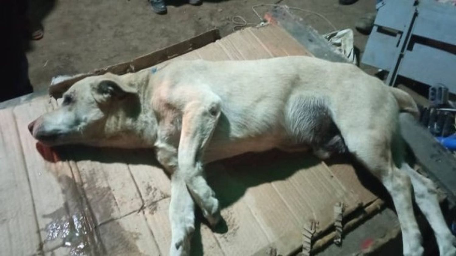 POR VENGANZA: detenido sujeto que tras discusión mató al perro de su vecino