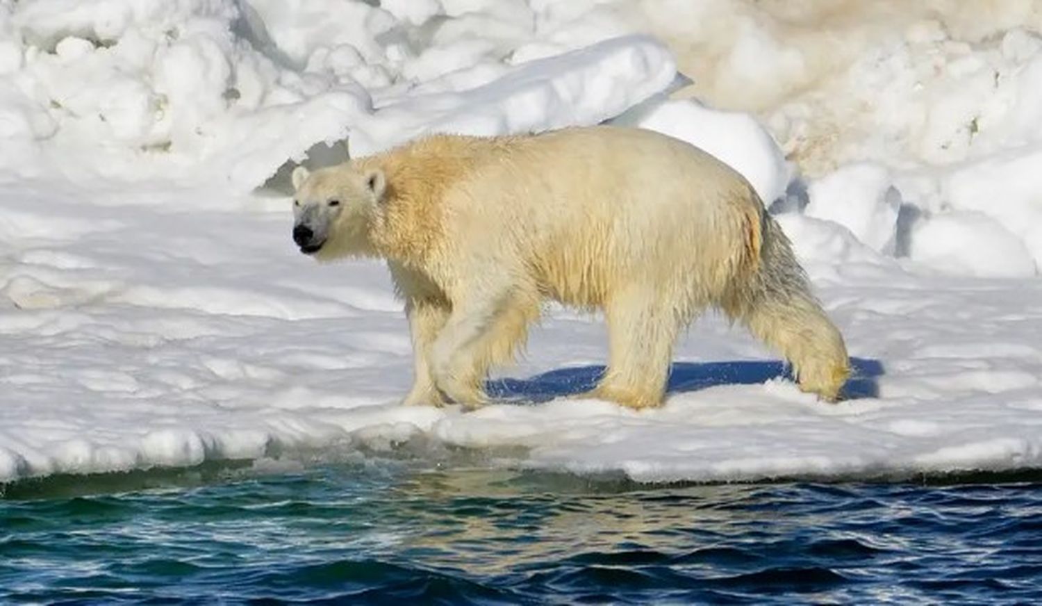 Se trata del "primer caso de gripe aviar documentado en un oso polar en cualquier parte".