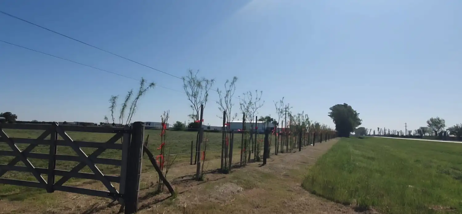 cortinas forestales - 1