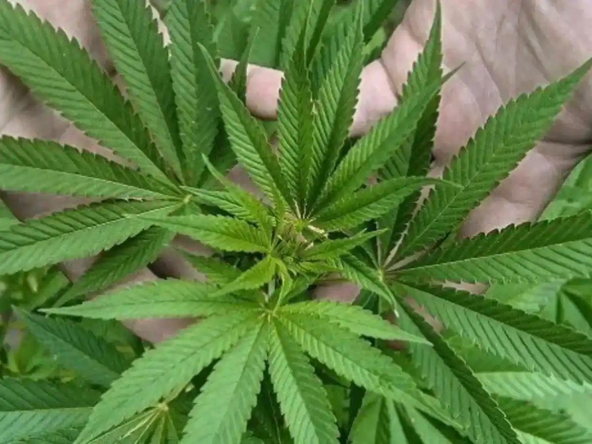 En Argentina, el tema avanzó especialmente en el terreno del uso medicinal y el autocultivo.