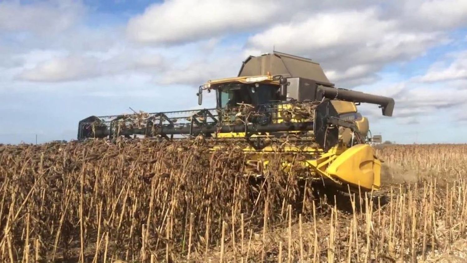 Récord histórico en Entre Ríos: la producción de girasol creció un 662 % y Gualeguay se suma a la expansión