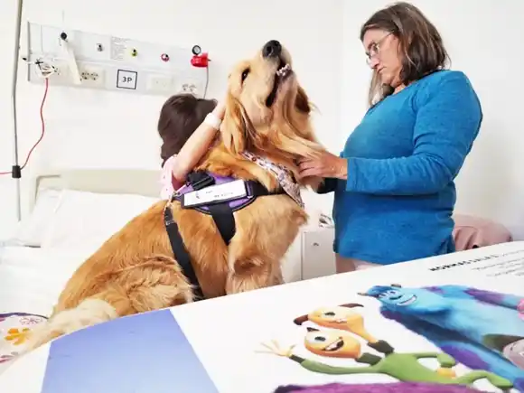 Saru y Cora, las perras golden que asisten a niños internados en el Hospital de Niños de La Plata